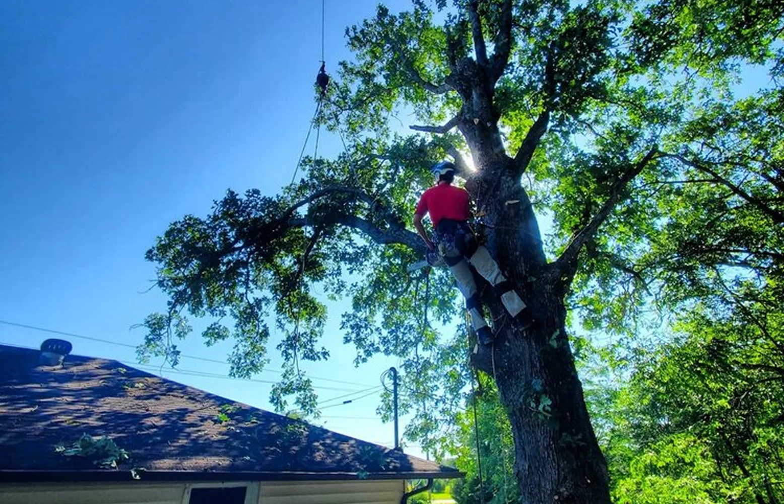 Land and Lot Clearing | TN Tree Preservation 17 Case Study 2