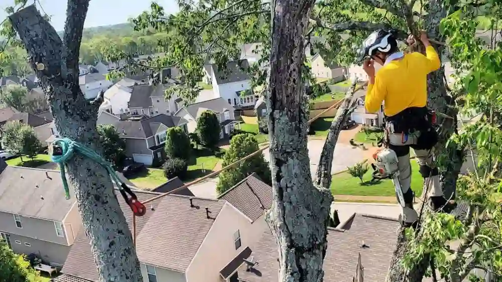 Land and Lot Clearing | TN Tree Preservation 25 Background