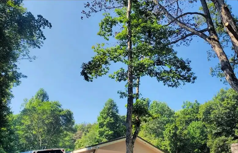 Land and Lot Clearing | TN Tree Preservation 21 CCDoR8fjje